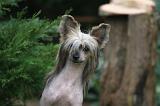 CHIEN NU CHINOIS 220